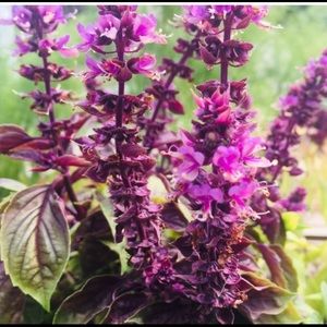 Meet your Posher, Elora